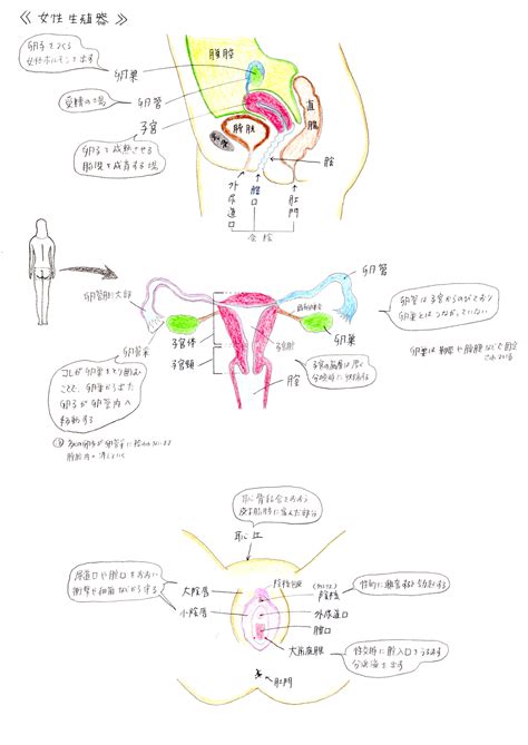 性器 図鑑|図入りで分かりやすく説明。女性器の名称と役割.